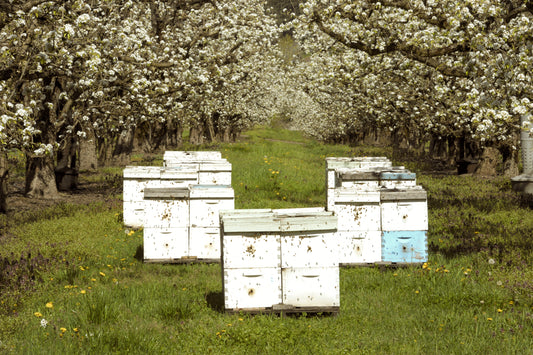 easter-message-founder-letter-savannah-bee-company