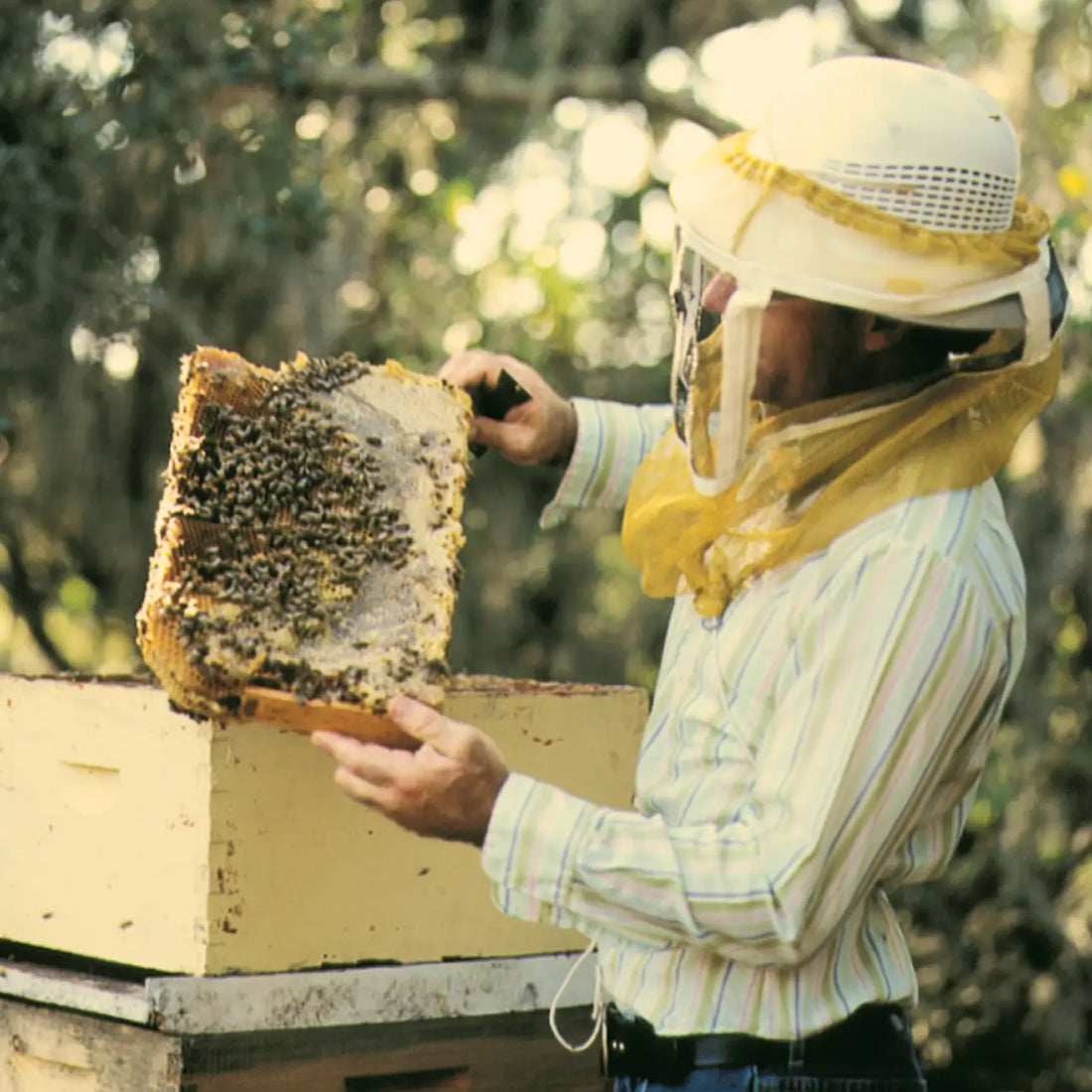 History of Honey & Beekeeping