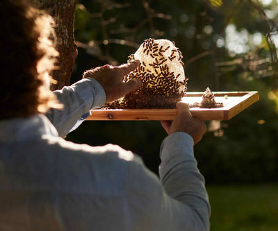 The Ultimate Guide to Raw Honey
