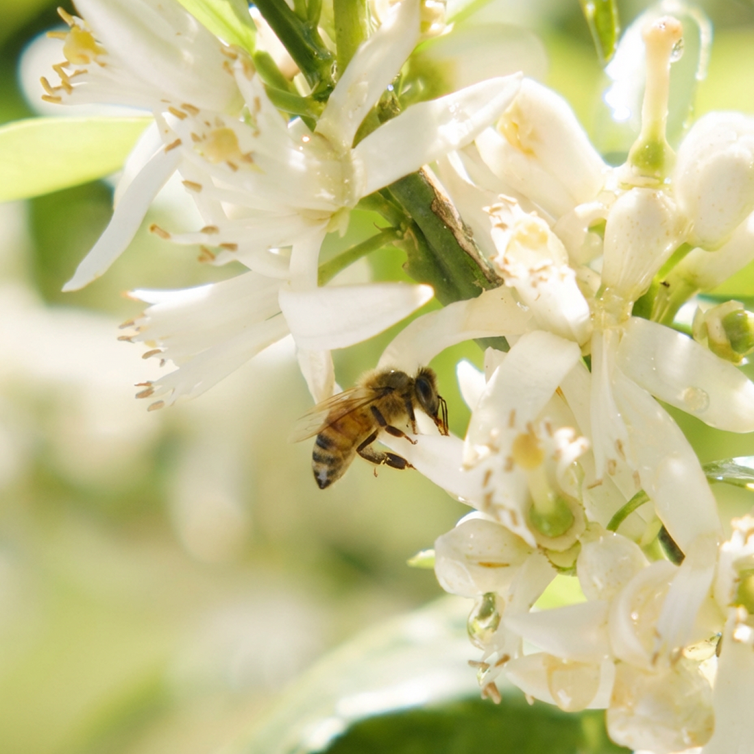 Pollination & Flower Fidelity