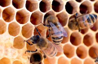 Honey and its Habitat