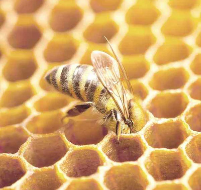 How Do Bees Make Honey?