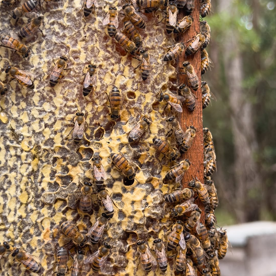 Why Bees Matter