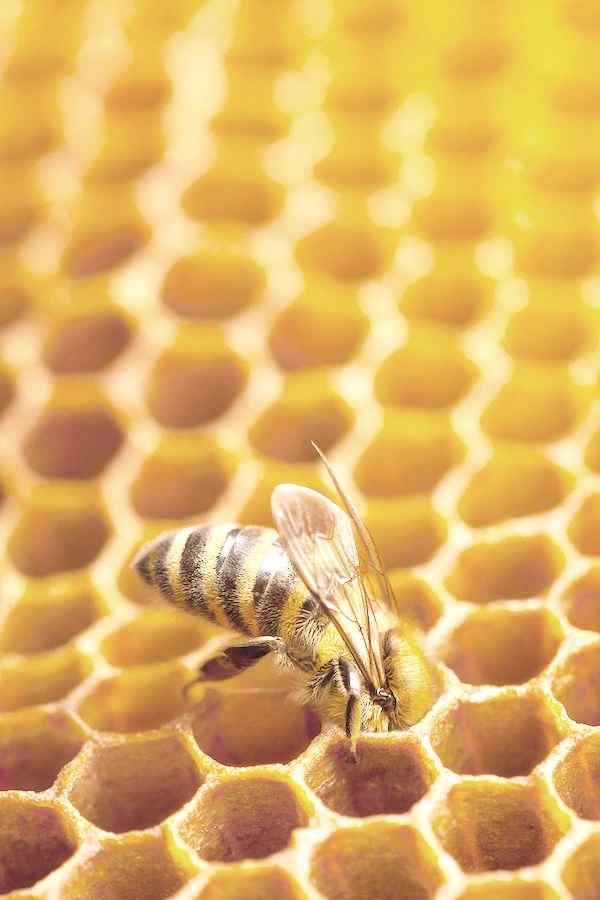 Exceptional Honey. Packed with Purpose.